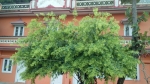 Dehradun Ashram